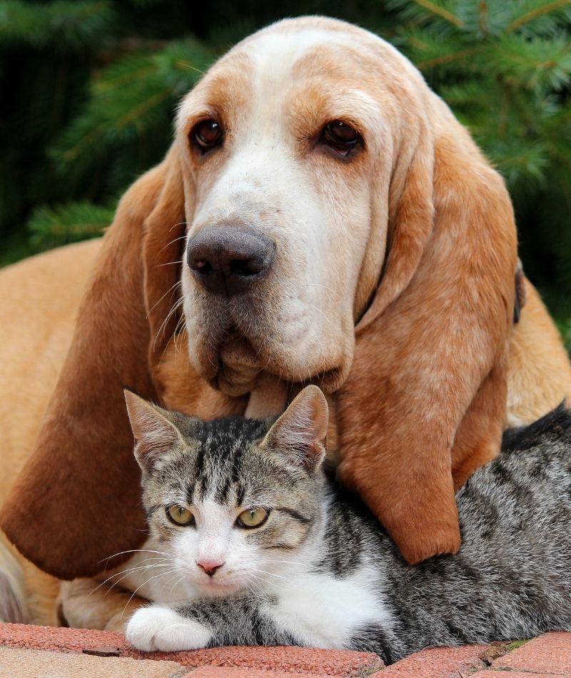 A Dog and a Cat Sitting Together