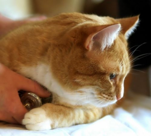 Close-up of Orange Cat Getting Examined with Stethoscope
