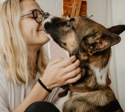 Person Being Affectionate with Brown and White Dog