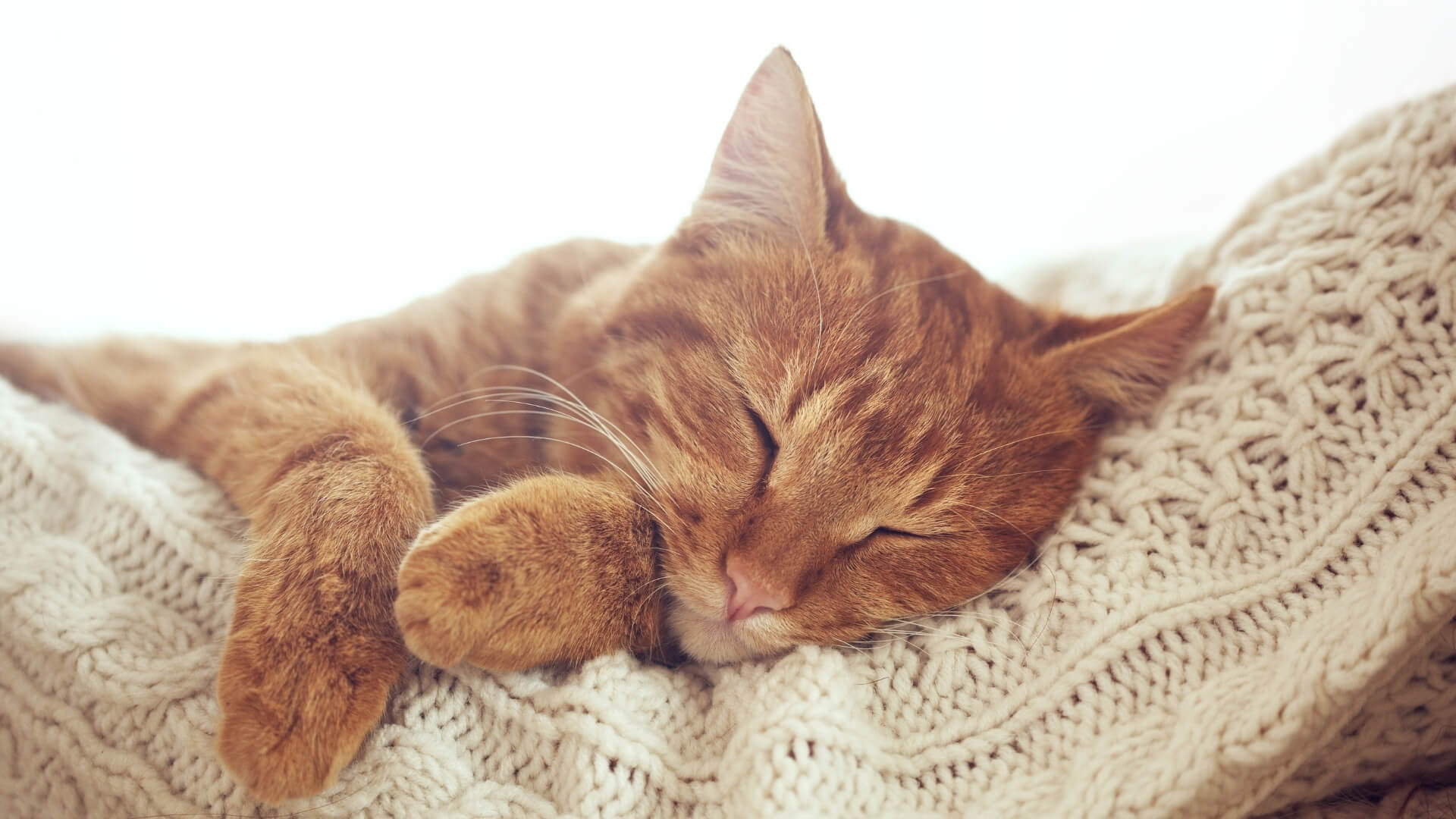 An Orange Cat Sleeping on Someone's Beige Knit Sweater