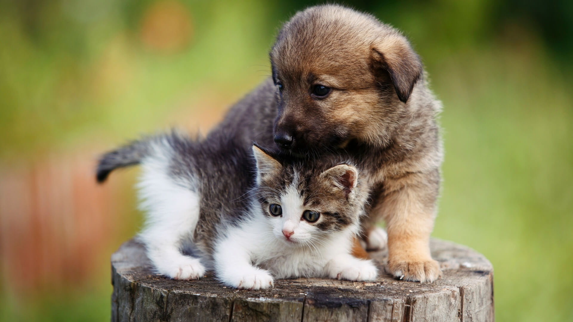 A Puppy and Kitten on a Tree Stump