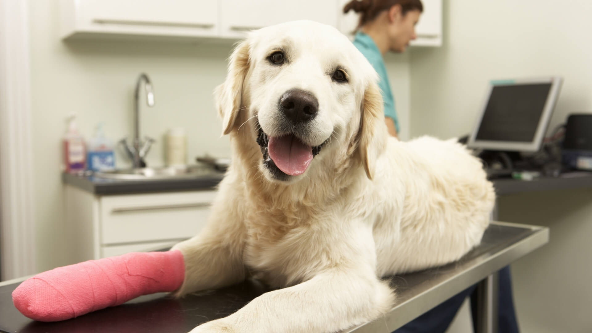 A Happy Cream-Colored Dog with a Bandaged Paw on Treatment Table at Vet