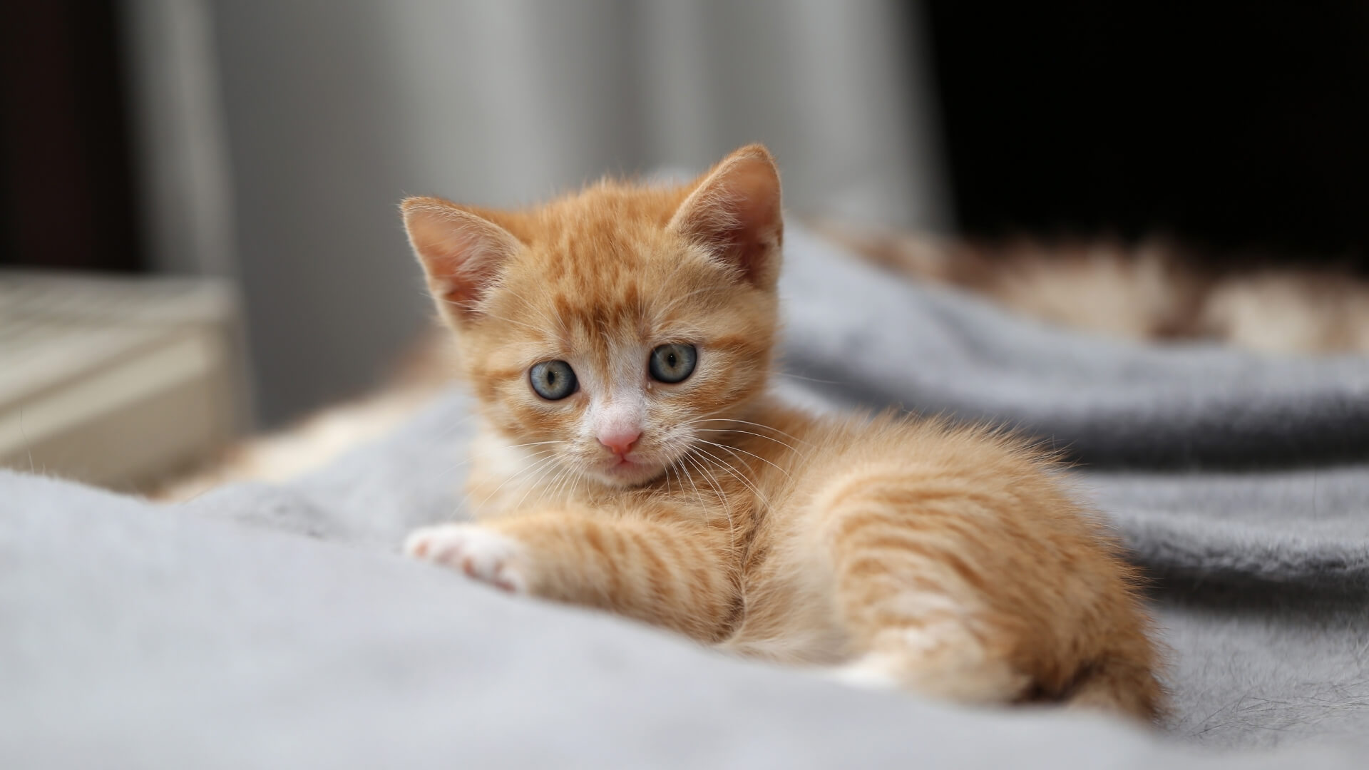 An Orange Kitten Lying on Gray Towel