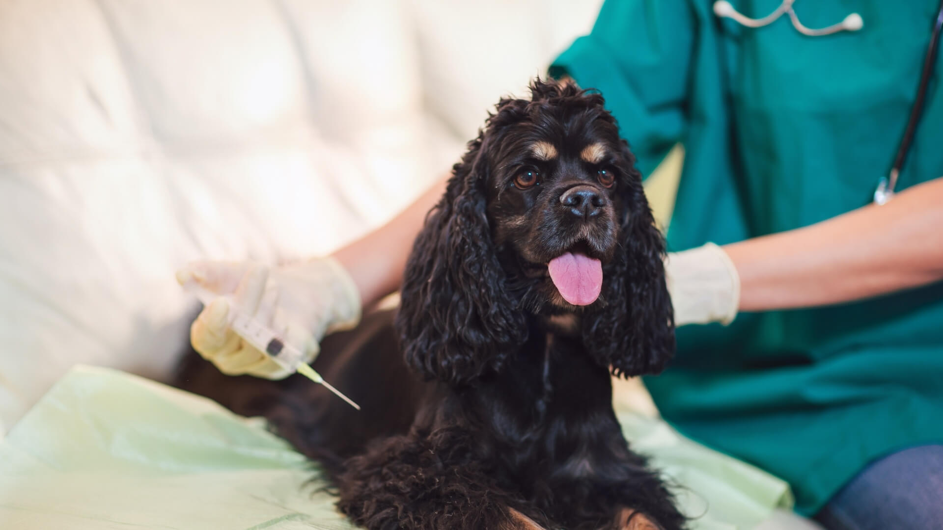 A Black Fluffy Dog Getting Vaccinated