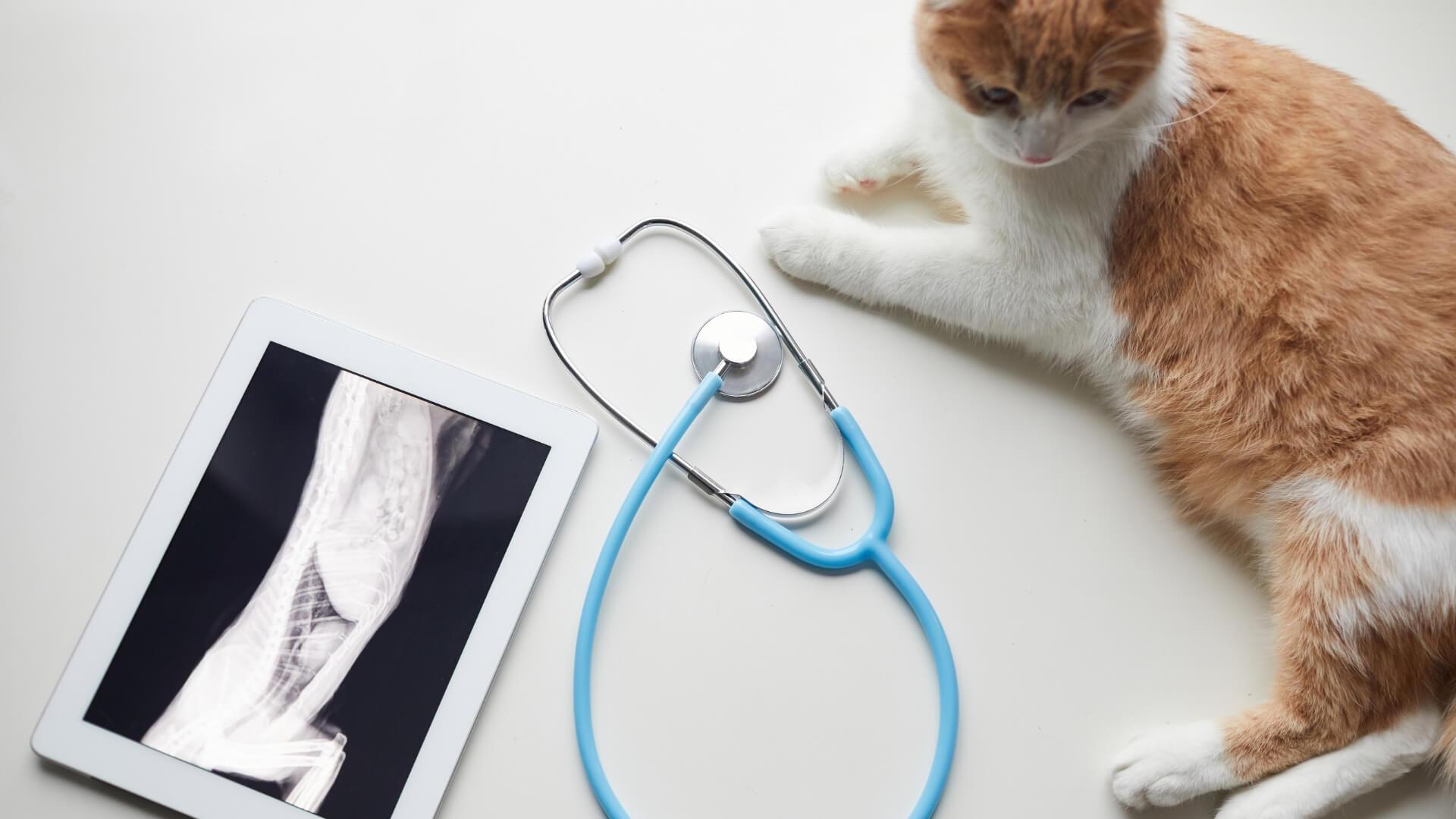 Orange and White Cat Lounging Next to Stethoscope and X-Ray