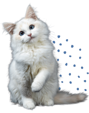A Furry White Cat
