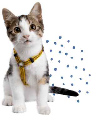 A Kitten with a Yellow Harness