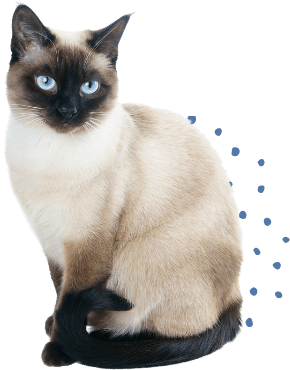 A Siamese Cat