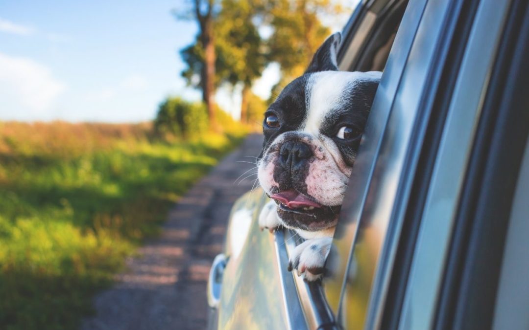 Buckle Up! Car Travel Safety Tips for Pets