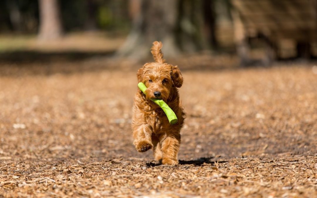 3 Hidden Dangers in Dog Parks