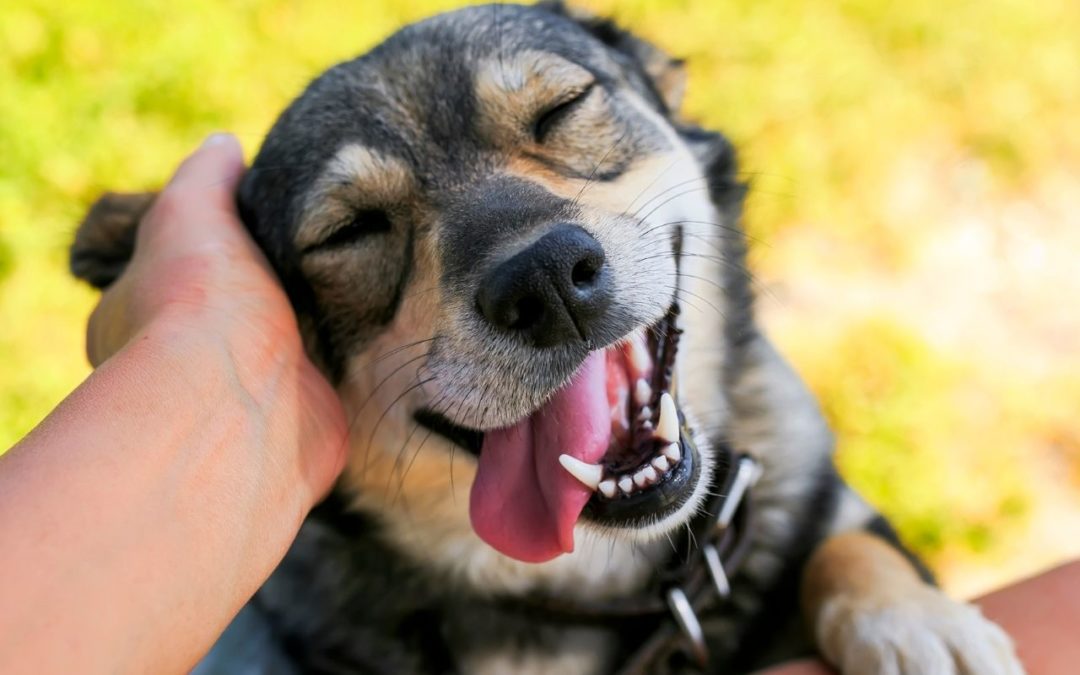Does My Pet Need Health Insurance?