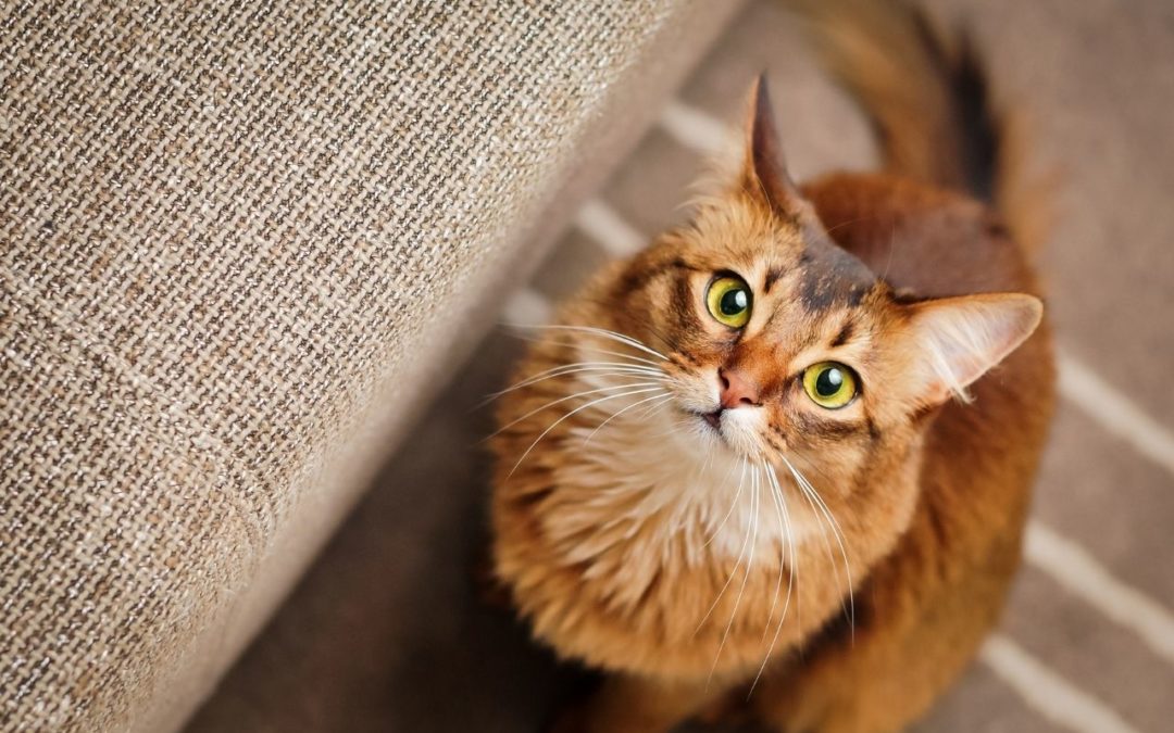 How to Recognize Pain in Your Cat