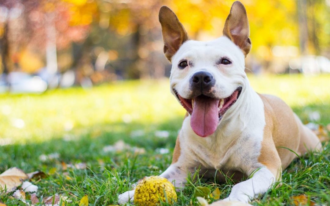 5 Easy Ways to Show Your Pet Love
