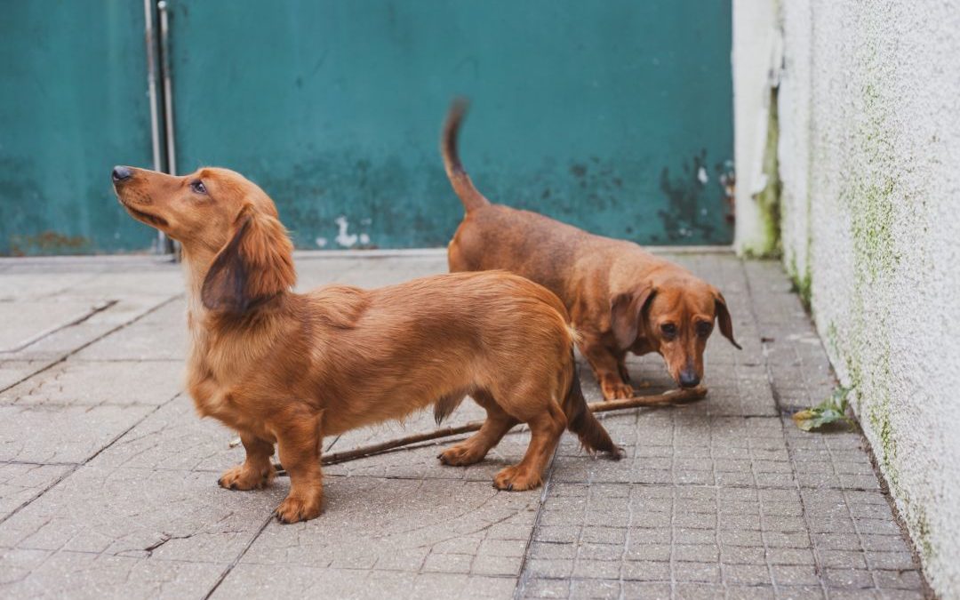 How Improper Socialization Affects Your Pet